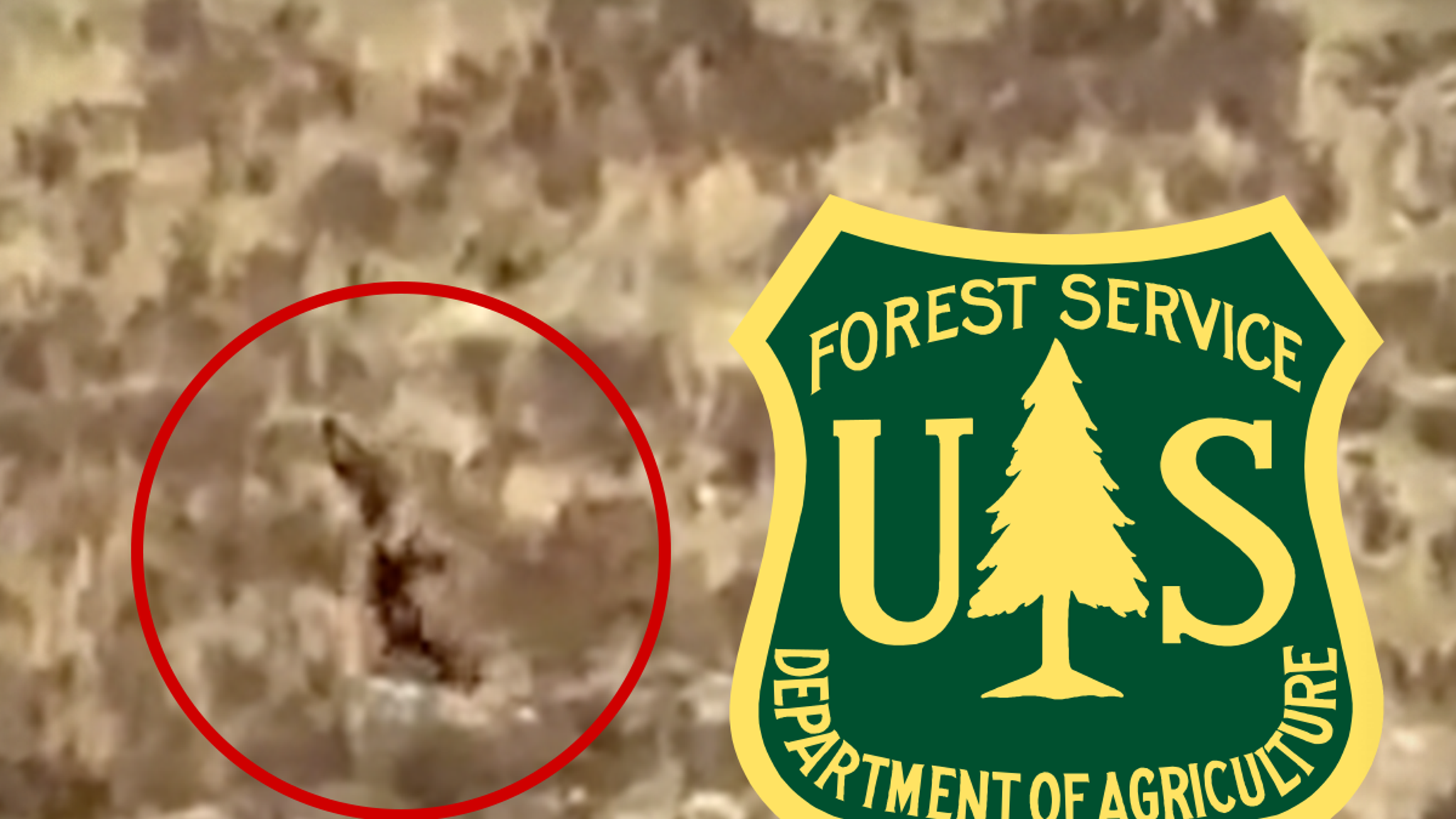 U S Forest Service Cant Say If New Bigfoot Video In Colorado Is Real